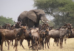 elephant and wildebeest Crater floor