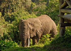 elephant by the verandah