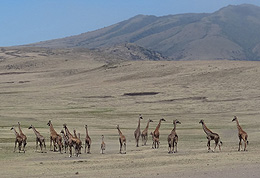 Giraffe in Crater Highlands