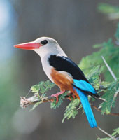 g h kingfisher