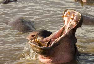 Hippo mouth