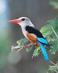 Grey Headed Kingfisher