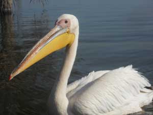 Pelican Elementaita