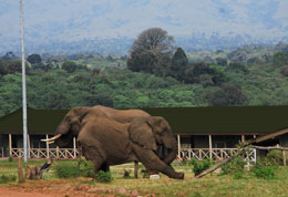Rhino Lodge guests