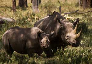 Rhino Ol Pejeta