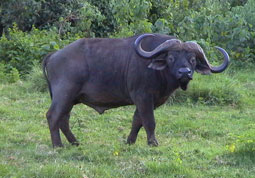 buffalo side on
