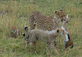 cheetah feeding cubs