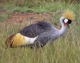 crowned crane