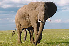 elephant