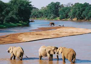 Elephants Samburu