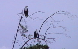 fish eagles