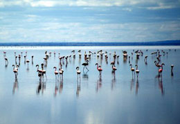 Flamingos