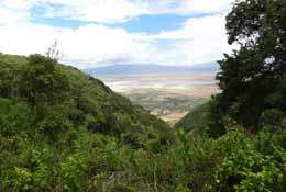 Forest down the escarpment