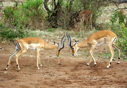 impala fight