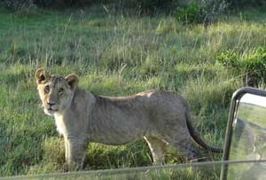 Lion window