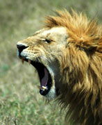 lion yawn