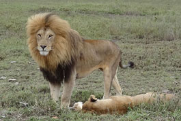 lions in Mara