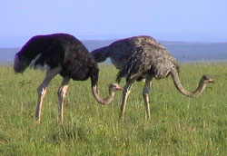 ostrich