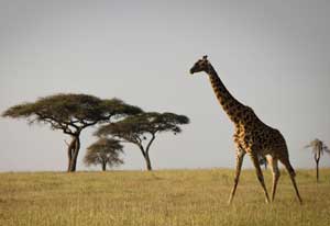 serengeti giraffes