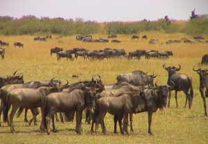 Serengeti wildebeest