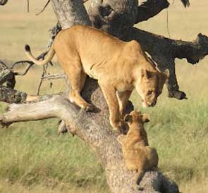 tree lions