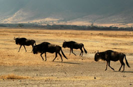 wildebeest Ngorongoro